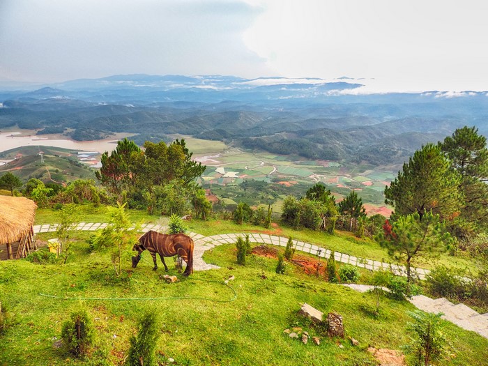 Horse grazing on a grassy hill overlooking a valley in Vietnam