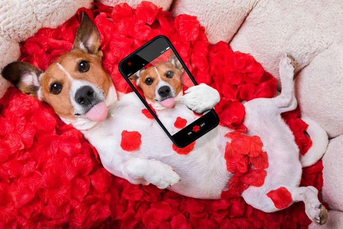 Jack Russell Terrier Dog Taking a Selfie Surrounded by Red Petals