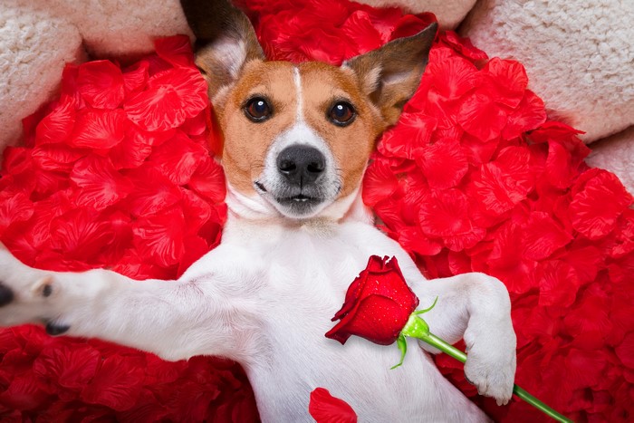 Jack Russell Terrier with Red Rose