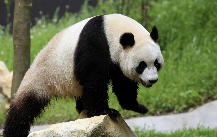 Giant Panda walking on rocks in a grassy area