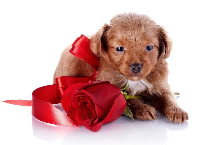 Puppy with Red Rose and Ribbon on White Background