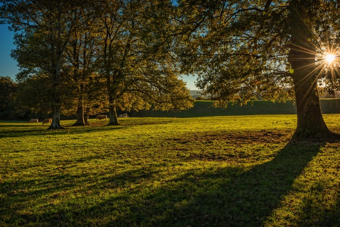 Sun rays through trees in Navarra, Spain grasslands