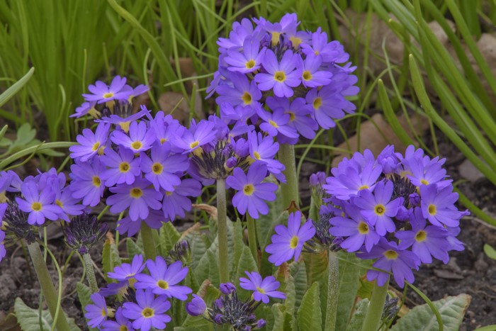 Violet Primula flowers in closeup