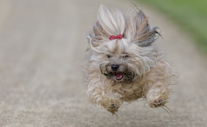 A Havanese dog with a red bow runs