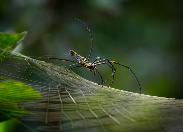 Golden silk orb-weaver spider on its web