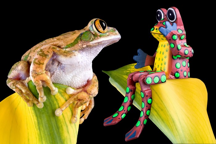 Two frogs on a yellow flower