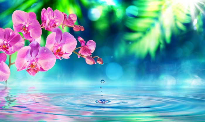 Pink Orchids and Water Droplet