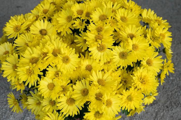 A close-up of a bouquet of yellow chrysanthemums