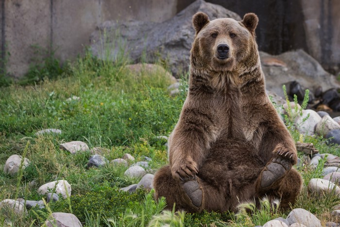 Brown Bear Sitting on Grass with Rocks
