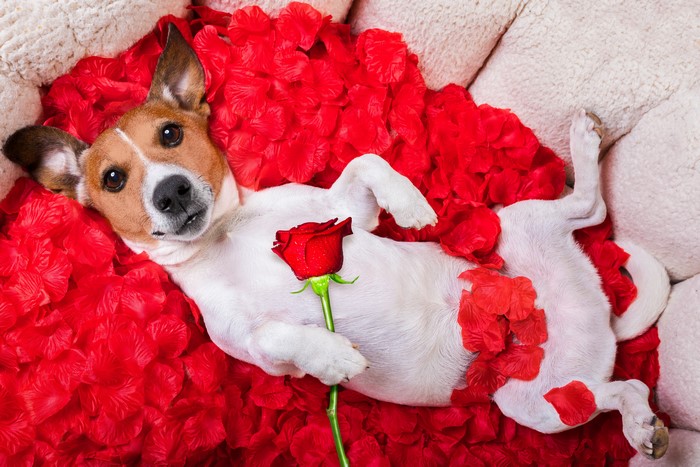 Jack Russell Terrier with Red Rose and Petals