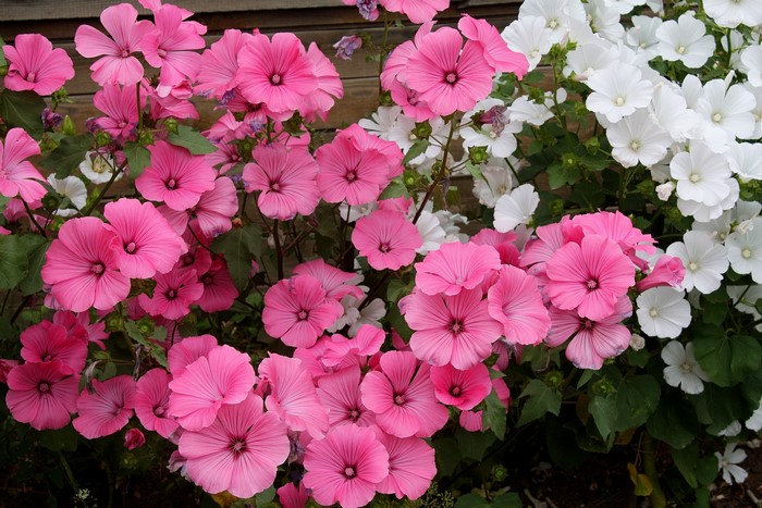 Pink and white Lavatera flowers in bloom