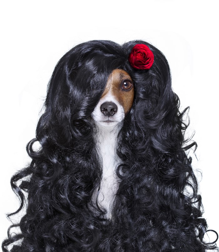 Jack Russell Terrier Dog Wearing a Black Wig and Red Rose