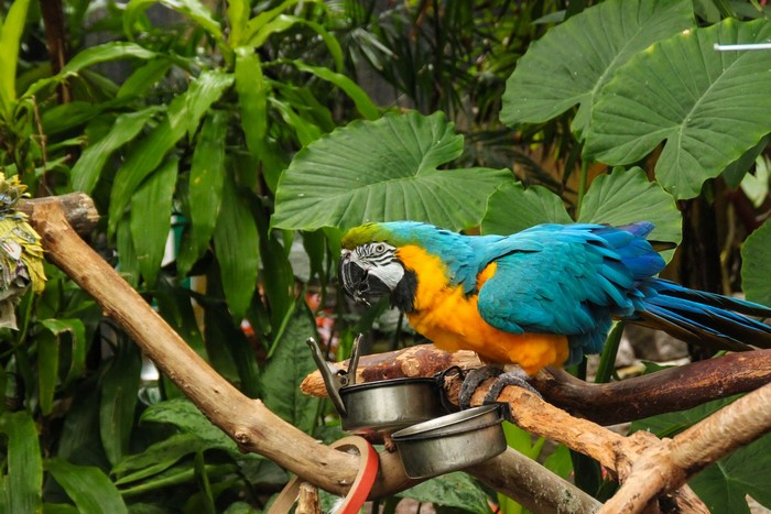 Blue and yellow macaw parrot on a branch