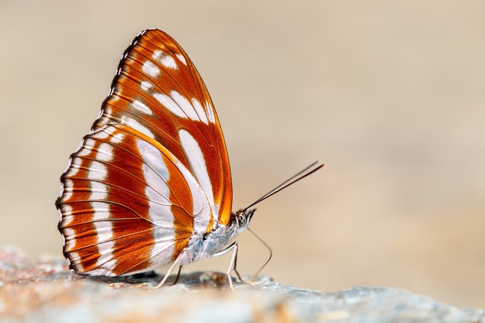 Athyma jina butterfly on a rock