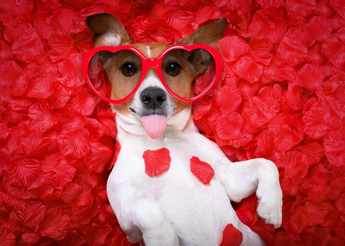 Jack Russell Terrier with Heart Glasses on Red Petals
