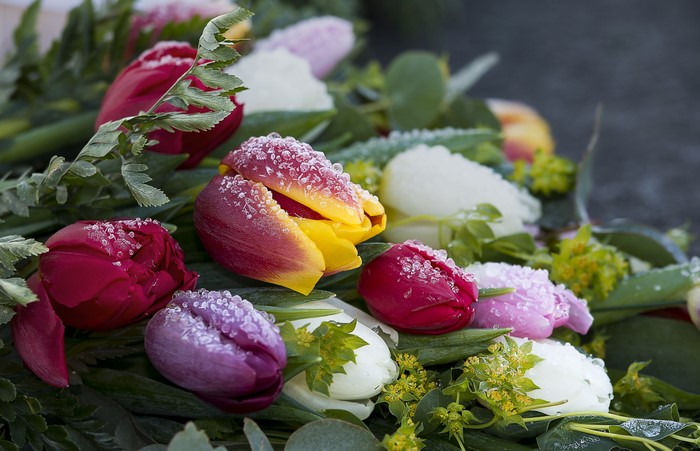 4K Tulips with Ice Drops Closeup