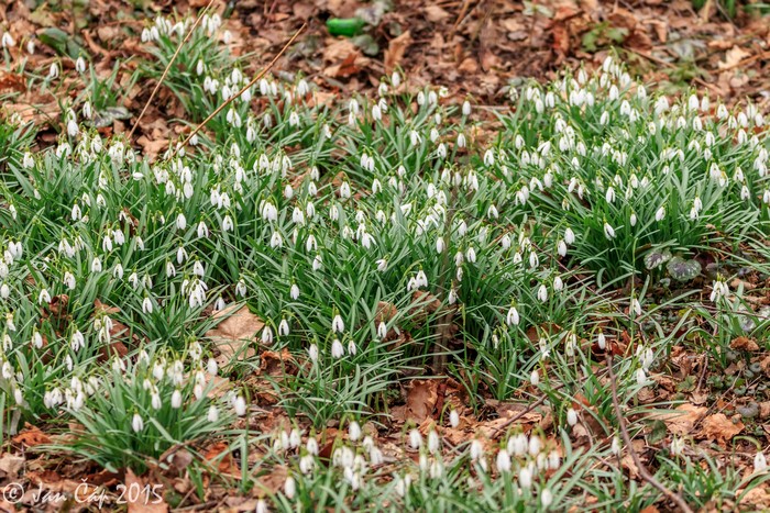 A field of blooming snowdrops in the forest