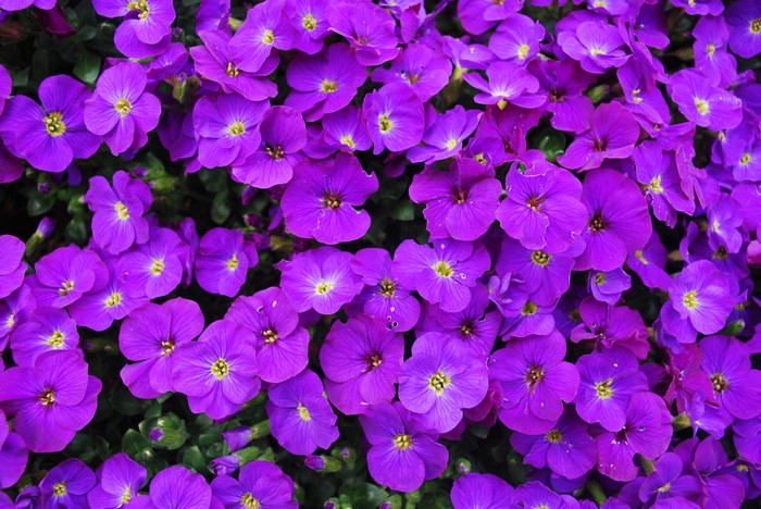 Vibrant Closeup of Violet Aubretia Flowers