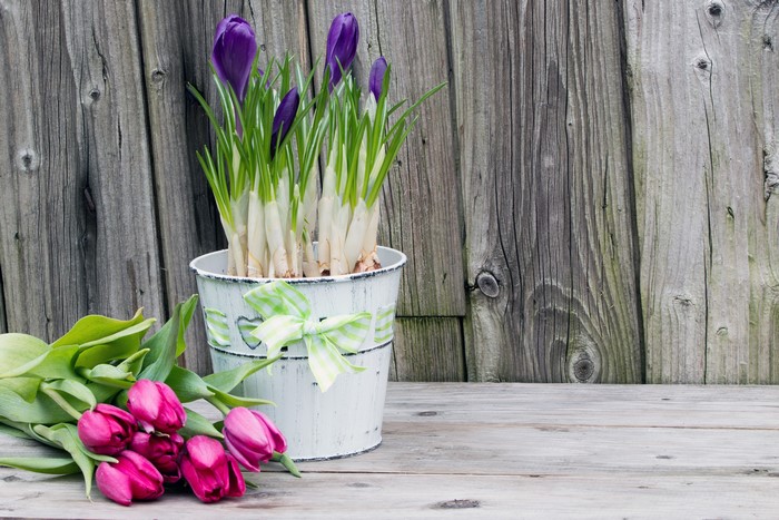 Pink Tulips and Purple Crocuses in a Pot with Wooden Background
