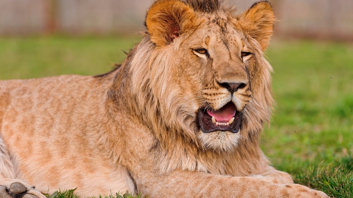 Lion lying on grass with mouth open
