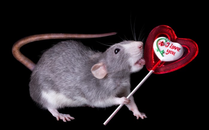 Rat with a Valentine's Day Lollipop