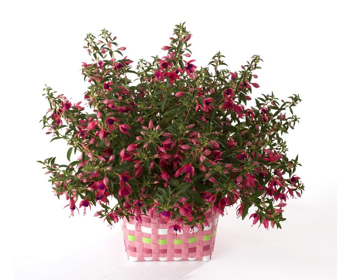 Fuchsia plant in a pink basket