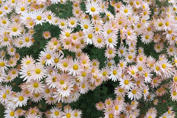 Many light pink chrysanthemums with yellow centers