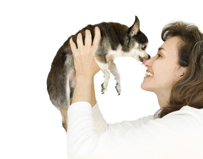 Woman holding a Chihuahua dog on a white background