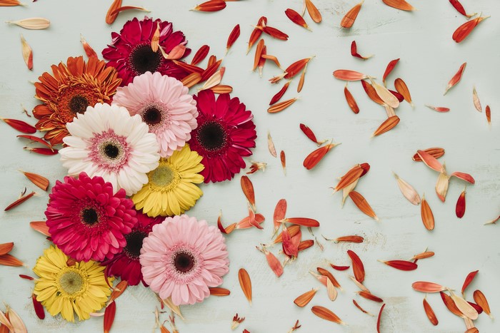 Gerberas and petals on a light blue background