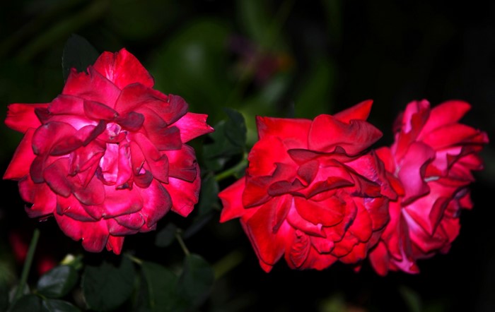 Three red roses in bloom