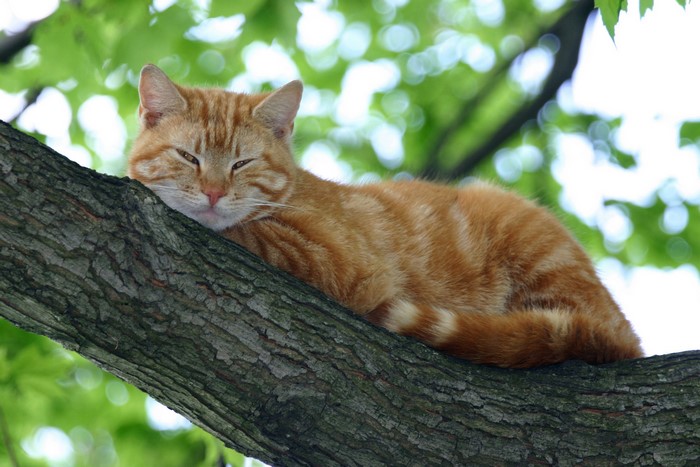 Ginger cat resting on a tree branch