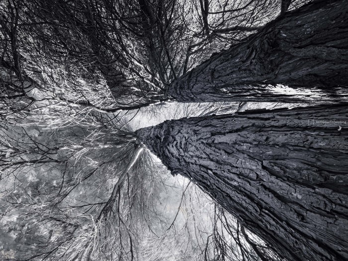 Black and white bottom view of tree trunks and branches