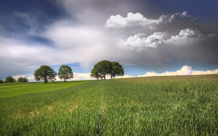 Green field with trees under a cloudy sky