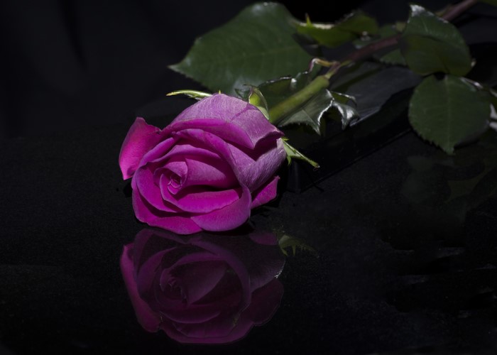 Purple rose with reflection on black background
