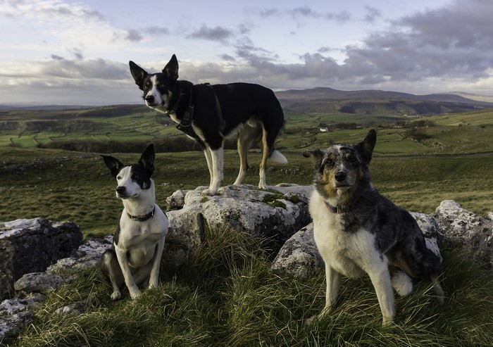 Three dogs on a rocky hill with a valley view