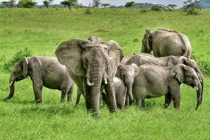A herd of elephants in a grassy field