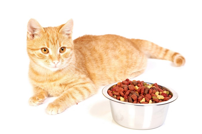 Ginger cat with a bowl of food