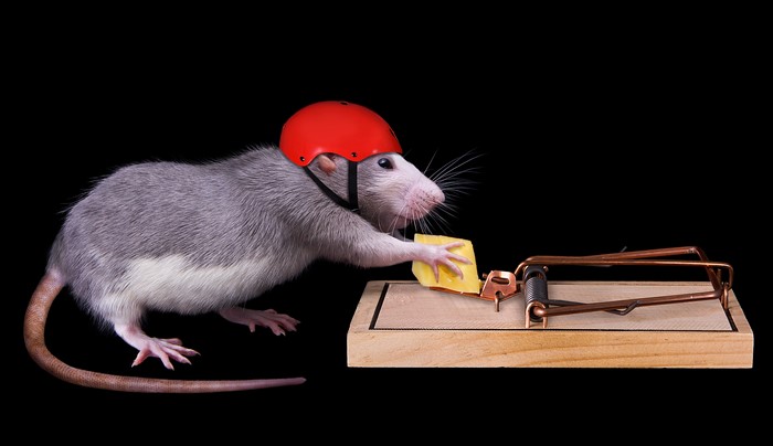 Rat wearing helmet takes cheese from mousetrap