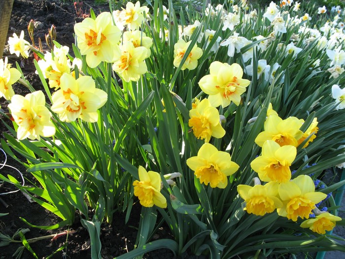 Yellow and white daffodils in a garden