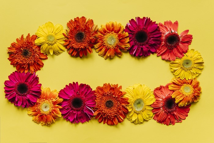 Gerberas arranged in an oval on a yellow background