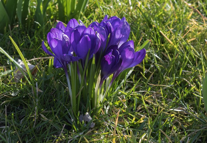 Purple Crocuses Blooming in Green Grass
