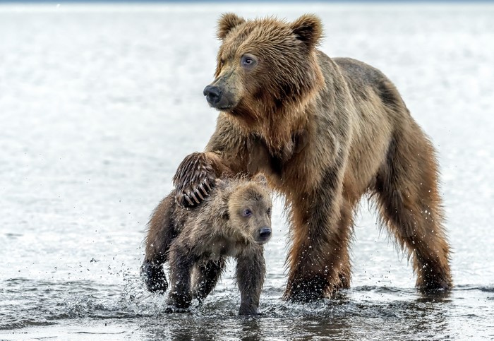 Mother Brown Bear and Cub in Water