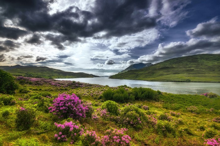 Derrynasliggaun, Galway, Ireland Landscape with Flowers and River