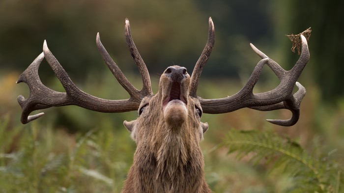 Deer with large antlers roaring