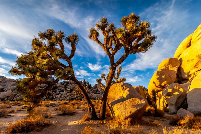 Joshua Trees and Rocks in Joshua Tree National Park
