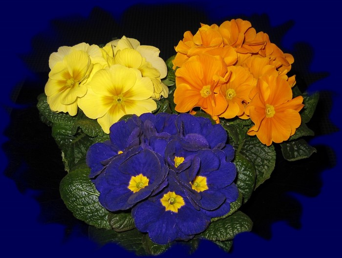 Three bunches of primula flowers in yellow, orange, and blue