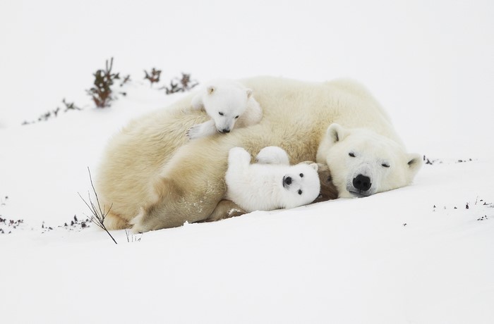 Mother polar bear sleeping with two cubs in snow