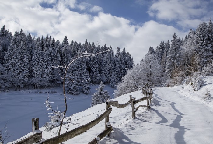 Snowy road through a winter forest with a wooden fence