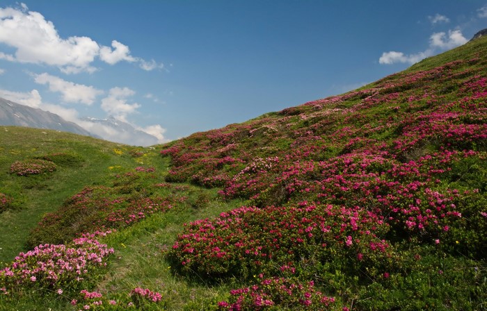 Rhododendrons blooming on a grassy hillside in Savoie, France