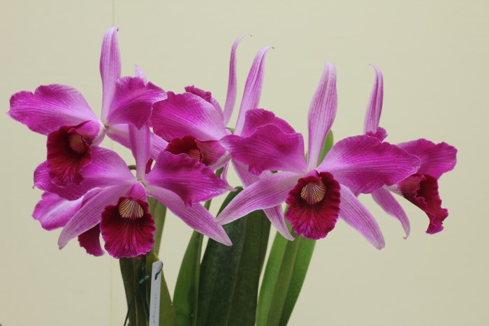 Close-up of a cluster of pink and purple orchids